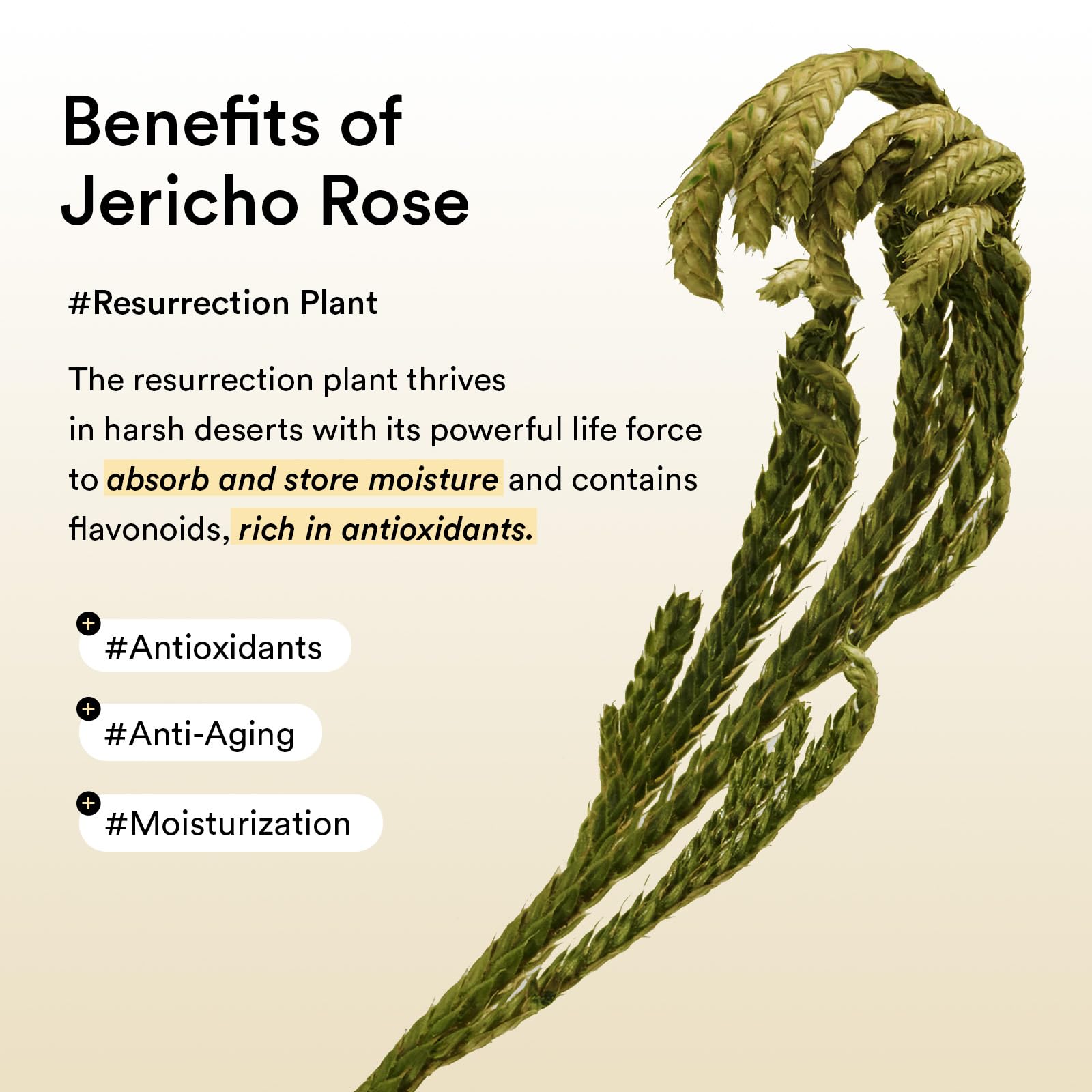 Abib Collagen Peptide Eye Patches for Wrinkles & Fine Line with Jericho Rose Jelly, 60 Count, Korean Skin Care - Image 5