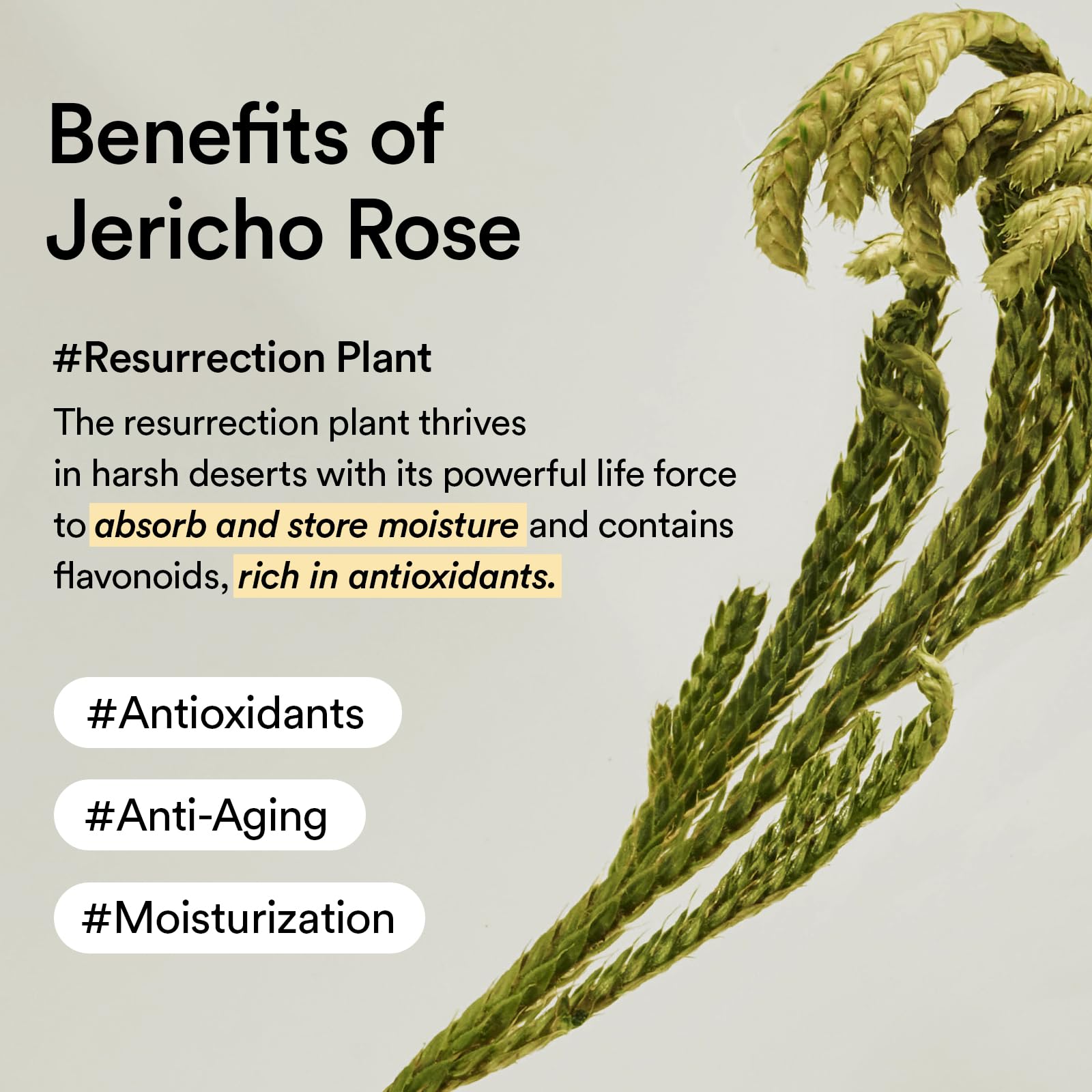 Abib Jericho Rose Cream 75ml - Hypoallergenic, Anti-Aging Moisturizer for Dry Skin - Image 6